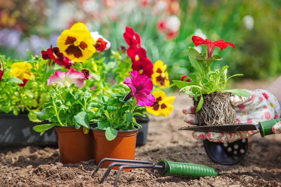 Primeln zählen zu den beliebtesten Frühjahrsblühern und sind in diesen Wochen im Gartencenter in vielen Farben erhältlich.