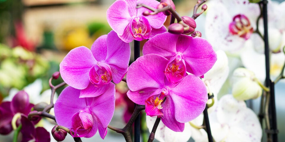 Orchideen
