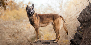 Belgischer Sch&auml;ferhund