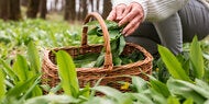 Bärlauch sammeln in Wien: Hier werden Sie garantiert fündig 
