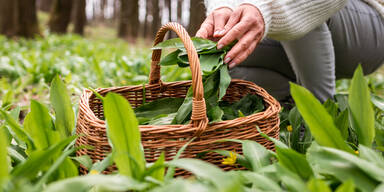 B&auml;rlauch sammeln in Wien: An diesen Spots werden Sie garantiert f&uuml;ndig