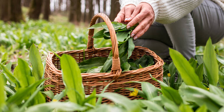 Bärlauch sammeln in Wien: An diesen Spots werden Sie garantiert fündig