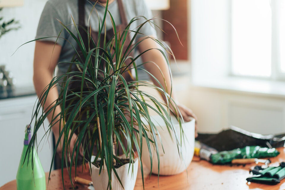 Heizungsluft, Dunkelheit, Kälte? Diese Zimmerpflanzen überleben jeden Winter