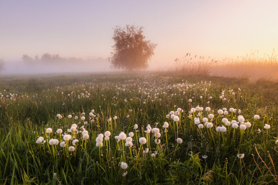 Laut Bauernregel: Das bedeutet das Wetter im März für den Frühling