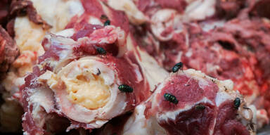 150 Kilo Ekelfleisch in Kofferraum von Auto - beschlagnahmt