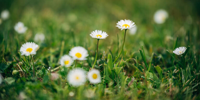 Warnsignal im Garten: Was Gänseblümchen über den Rasen verraten