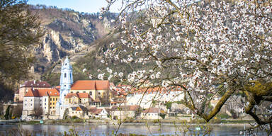 Wachauer Marillenbauern zittern vor Frost-N&auml;chten