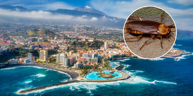 kakerlake kanarische inseln