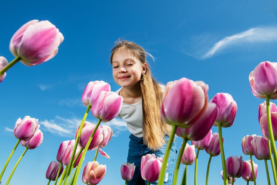 Wissen die wenigsten: So giftig sind Tulpen wirklich!