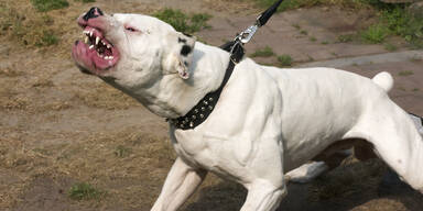 American Bulldogge