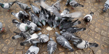 Taubenplage in Linz.