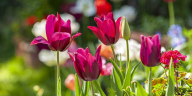 Frühblüher: So kommt jetzt Farbe in den Garten