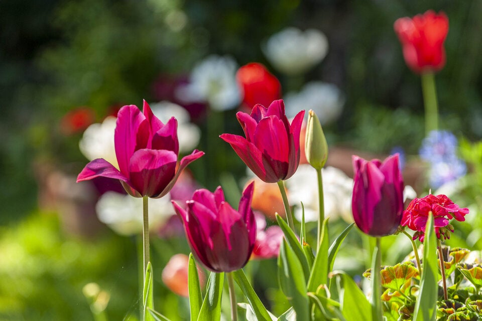 Achtung: Diese beliebten Frühlingsblumen sind giftig!