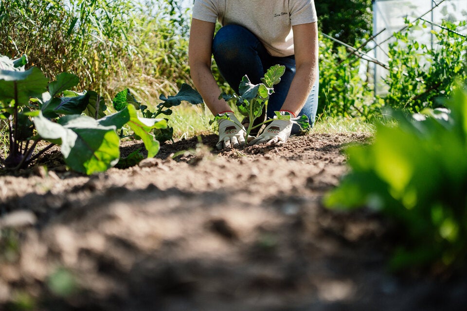 Was viele jetzt im Garten falsch machen