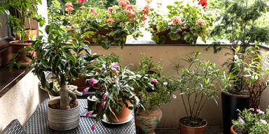 Kein grüner Daumen nötig: Pflegeleichte Pflanzen für Garten und Balkon