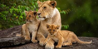 Zoo schläfert Löwenbabys ein – Tierschützer sind entsetzt