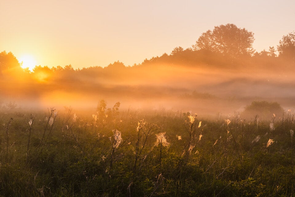 Laut Bauernregel: Das bedeutet das Wetter im März für den Frühling