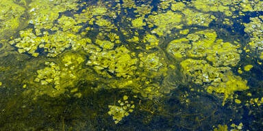 Fettiger Schleim-Alarm in der Ostsee: Urlauber geschockt