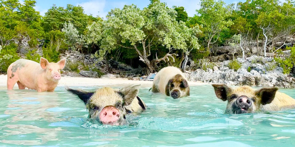 Insel Hopping: Im indischen Ozean, der Karibik oder Ägäis