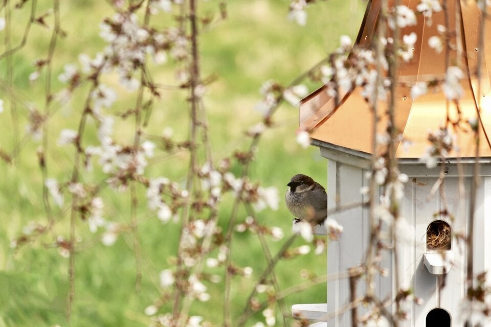 Gartenvögel sind dankbar für geeignete Nistplätze, denn je nach Vogelart ist von März bis August Brutzeit.