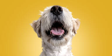 Haustier-Gadgets, die jeder braucht!