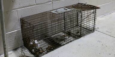 K&auml;fig Symbolbild