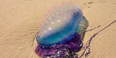 Portugiesische Galeeren