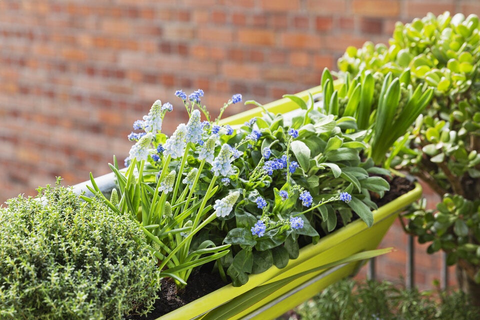 Kein grüner Daumen nötig: Pflegeleichte Pflanzen für Garten und Balkon