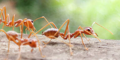 Invasive Spezies: Rote Feuerameise in Europa nachgewiesen