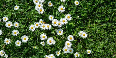 Warum Sie G&auml;nsebl&uuml;mchen im Garten niemals ignorieren sollten