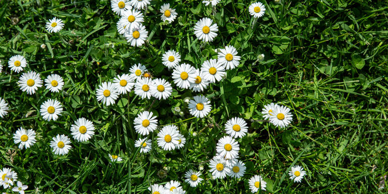 Warum Sie Gänseblümchen im Garten niemals ignorieren sollten