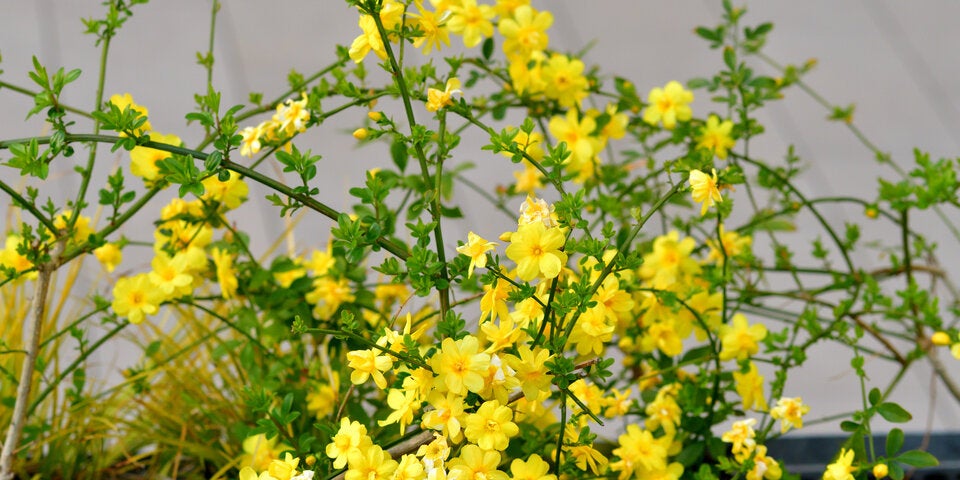 Der gelbe Winterjasmin verströmt zwar keinen Duft, erinnert aber mit seinen Forsythien­blüten an den Frühling. 