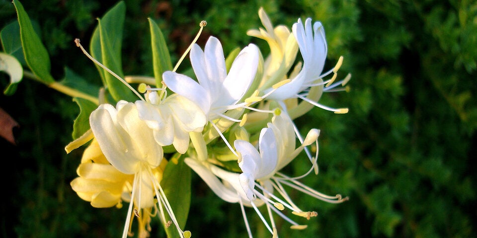 Die Winter- oder Duft-Heckenkirsche bringt schon ab Dezember das süßliche Aroma von Jasmin in den Garten.  