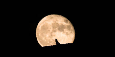 Wolfsmond: Wolf vor einem Vollmond
