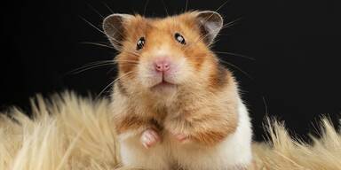 hamster