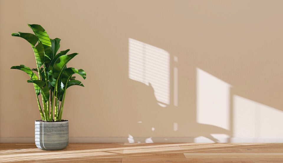 Diese Zimmerpflanzen-Trends dürfen 2025 bei uns einziehen