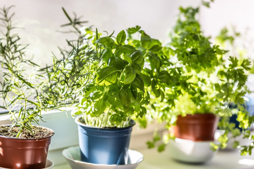 Spinnen im Haus? Diese Pflanzen halten die unerwünschten Gäste fern