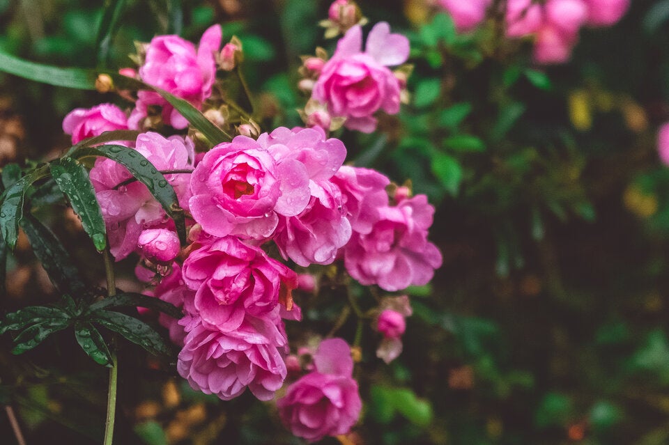 Nach viel Regen im Frühling: Das sollten Sie im Garten JETZT machen