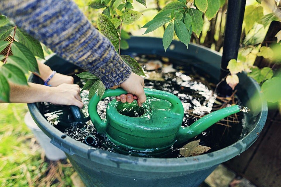 Wasser sparen im Garten: 6 clevere Tipps für heiße Tage