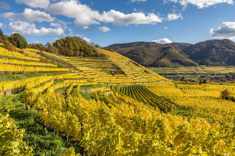 Schock-Prognose: Bald kein Grüner Veltliner mehr
