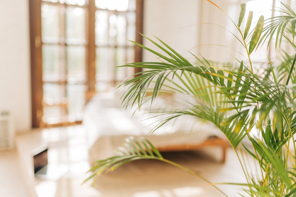 Diese Zimmerpflanzen-Trends dürfen 2025 bei uns einziehen