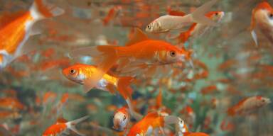 Umweltsch&uuml;tzer wollten Goldfische retten, jetzt sterben sie alle