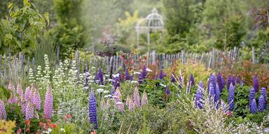 DIESE Pflanzen gehören in einen schönen Garten