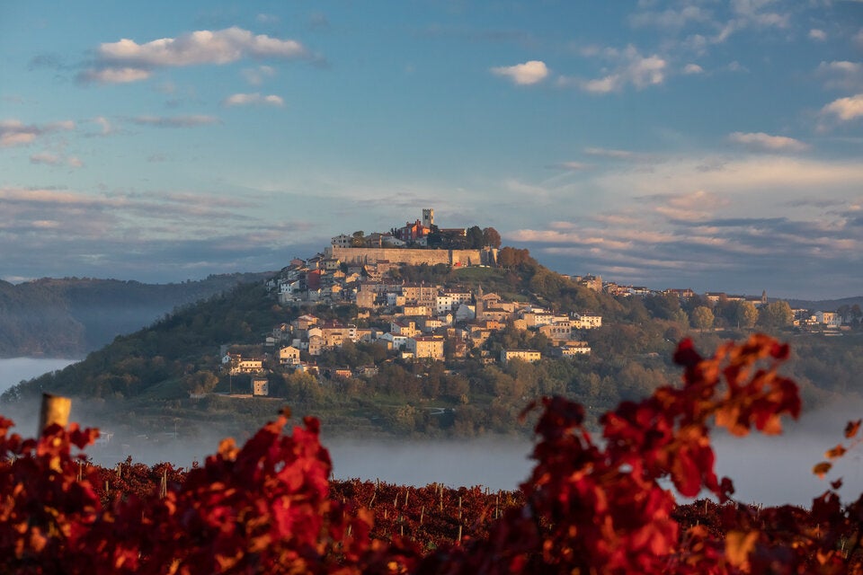 Weinberge bei Motovun im Mirna-Tal. 