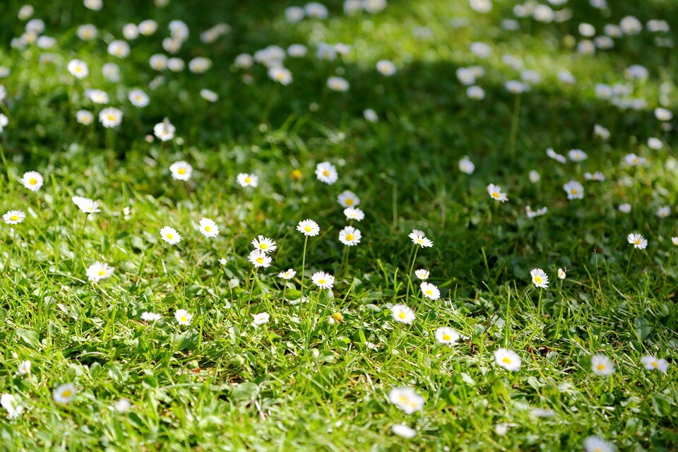 Warnsignal im Garten: Was Gänseblümchen über den Rasen verraten