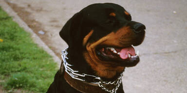 Rottweiler