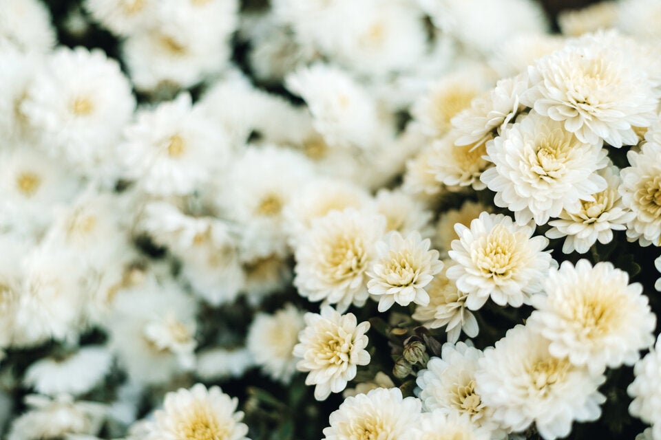Chrysanthemen: Die letzten Herbstblumen im Garten