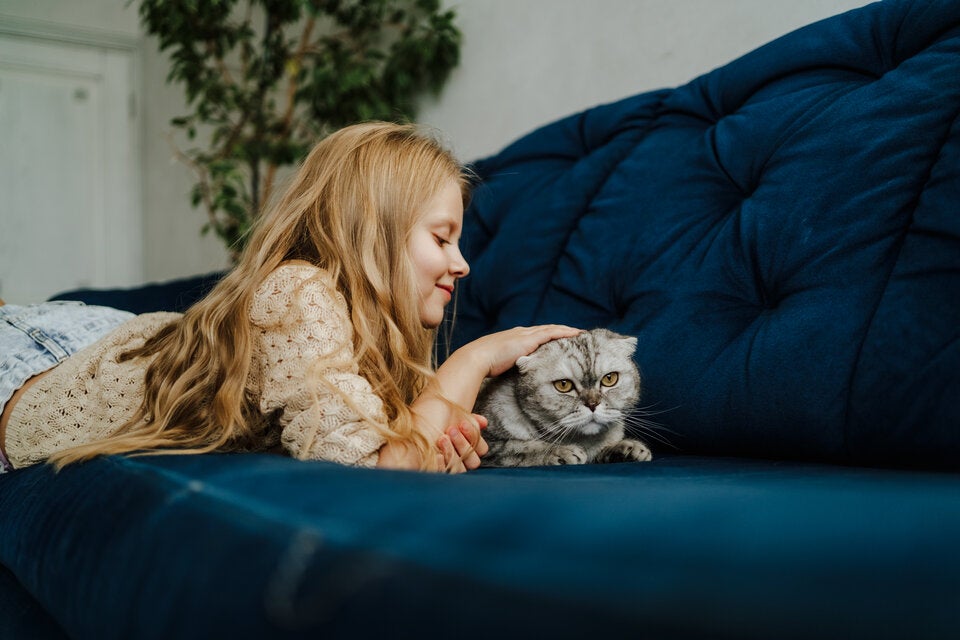 Warum Katzen an Möbeln kratzen - und was dagegen hilft