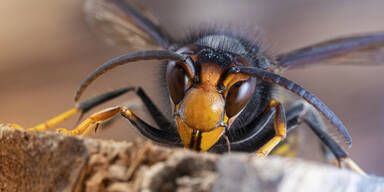"Killer-Hornissen": Erste Meldung in Nieder&ouml;sterreich