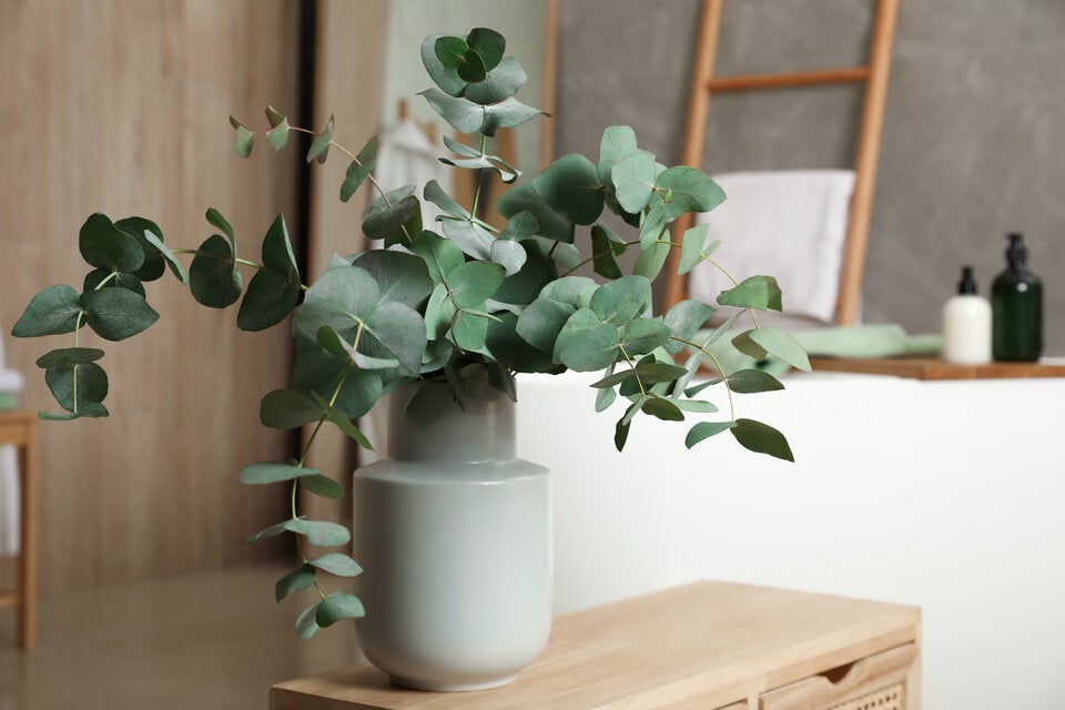 Spinnen im Haus? Diese Pflanzen halten die unerwünschten Gäste fern
